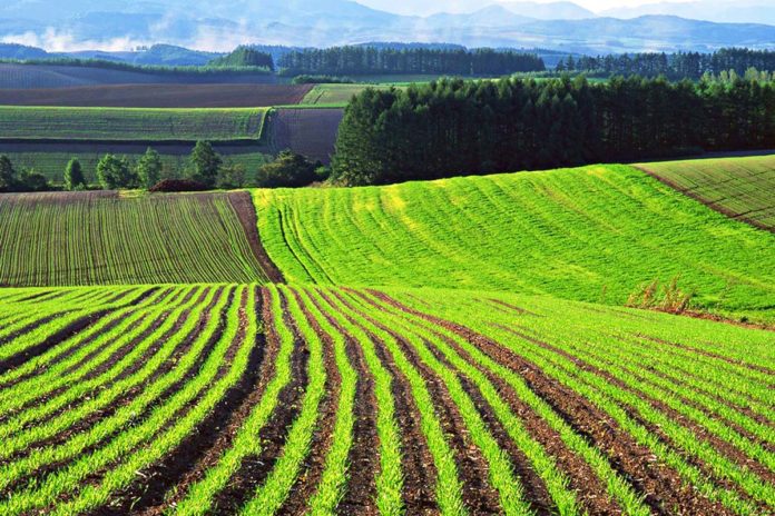 Copying a land plot
